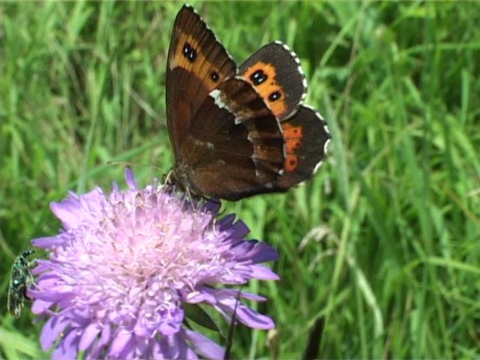 Weißbindiger Mohrenfalter ( Erebia ligea ), Flügelunterseite : Nettersheim/Urfttal, Eifel, 14.07.2007